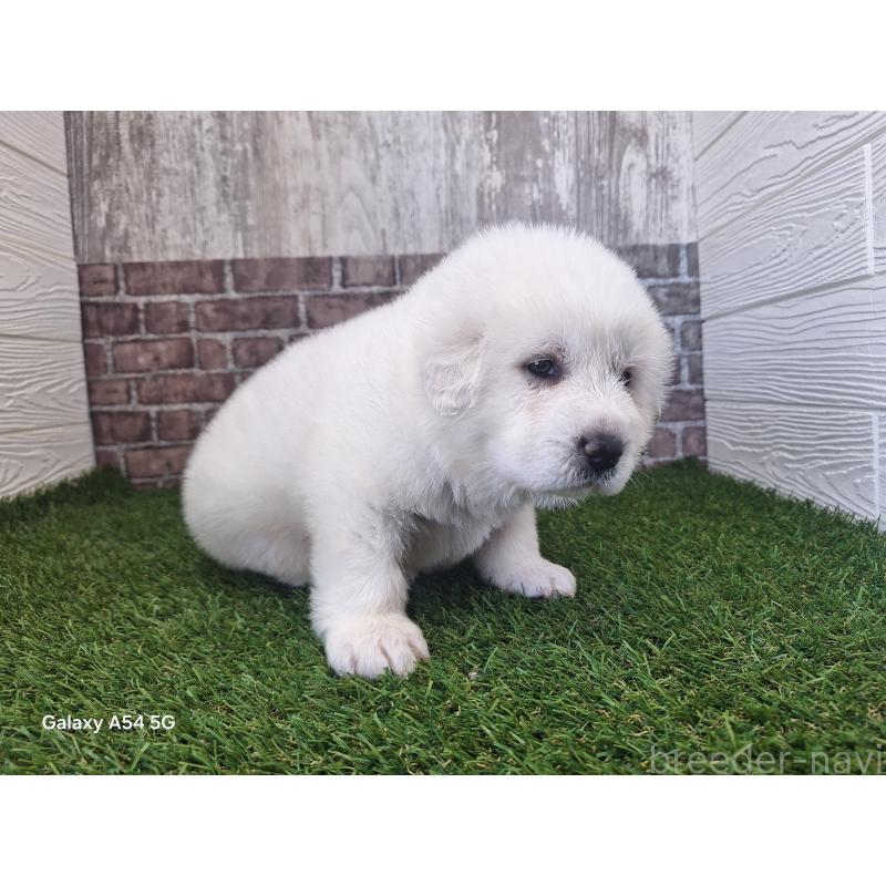 販売中の三重県のグレートピレニーズ-451168の6枚目