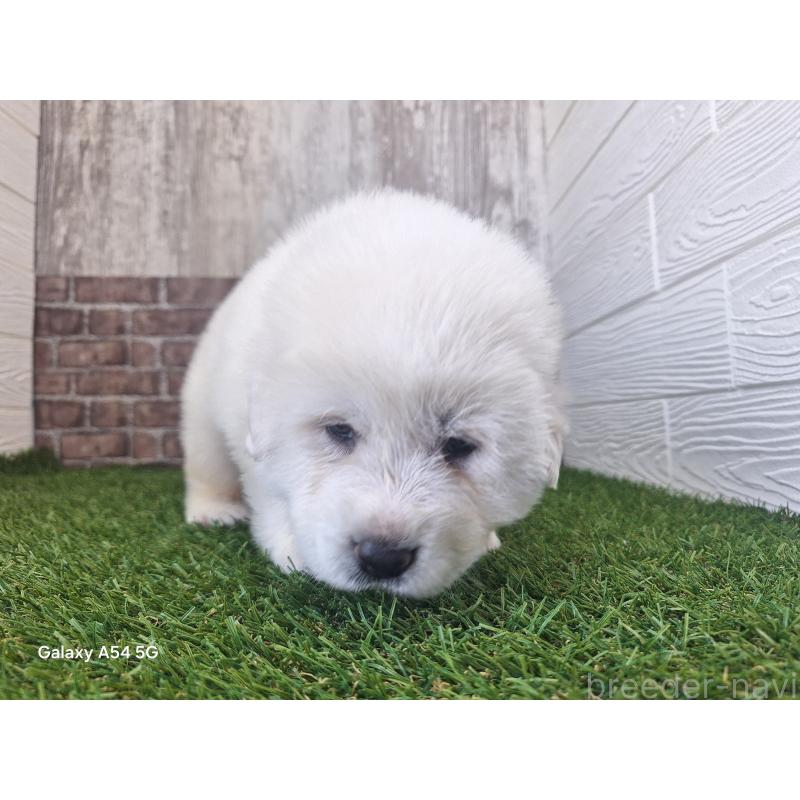 販売中の三重県のグレートピレニーズ-451168の5枚目