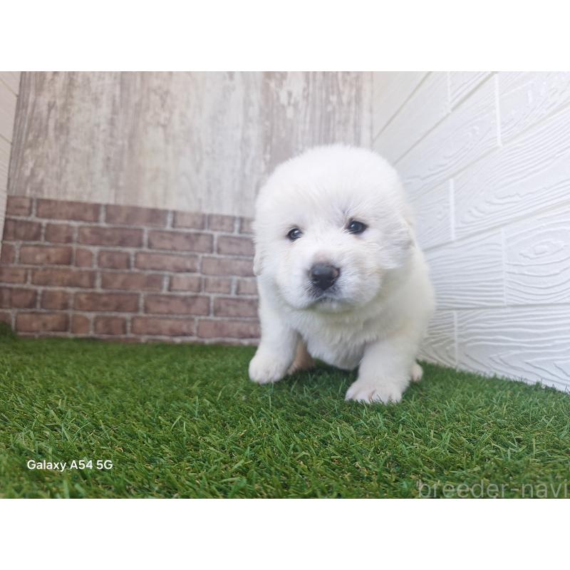 販売中の三重県のグレートピレニーズ-451168の4枚目