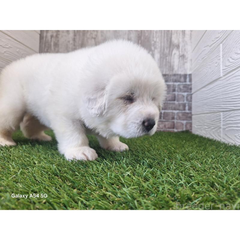 販売中の三重県のグレートピレニーズ-451168の2枚目