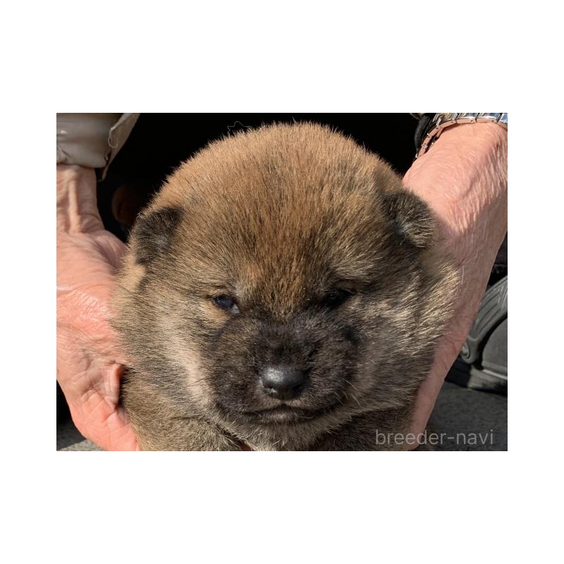 販売中の長崎県の柴犬-451172の1枚目