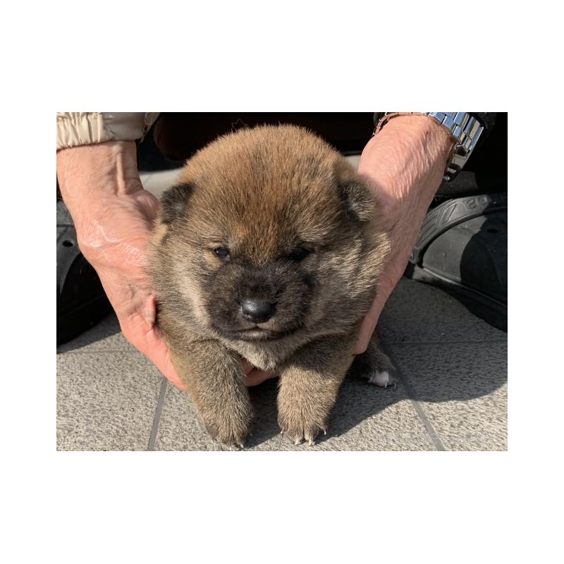 販売中の長崎県の柴犬-451172の5枚目