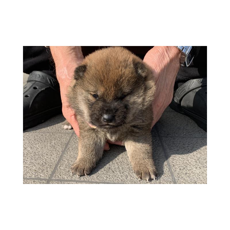 販売中の長崎県の柴犬-451172の4枚目