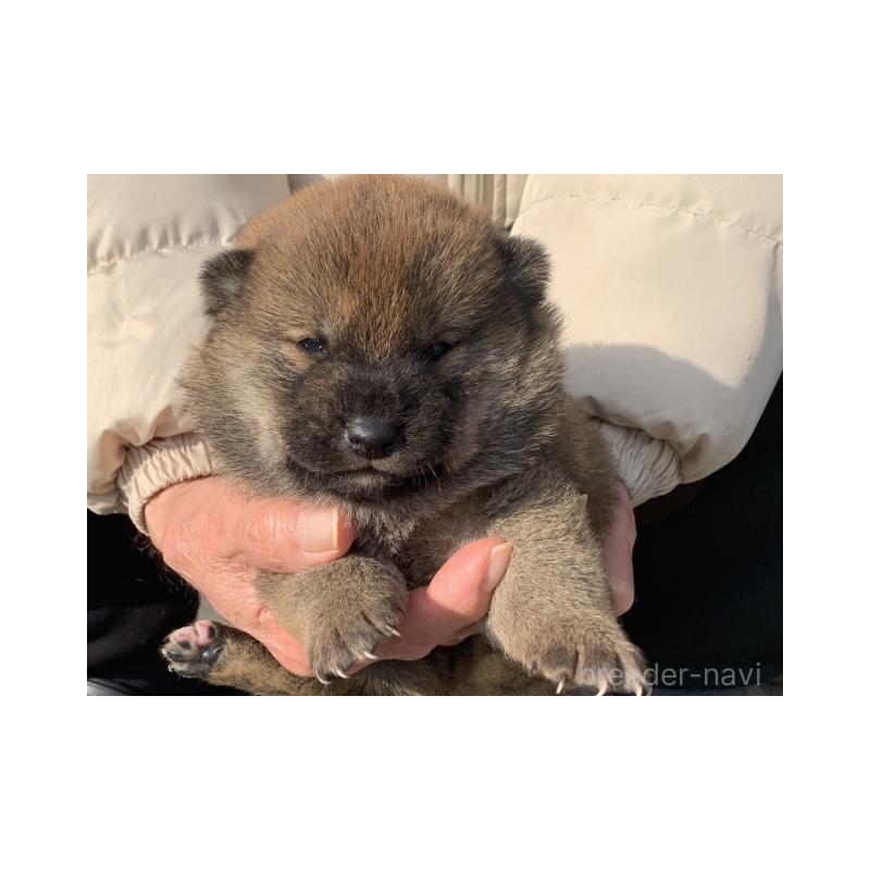 販売中の長崎県の柴犬-451172の3枚目