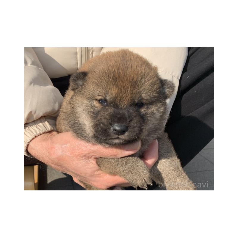 販売中の長崎県の柴犬-451172の2枚目