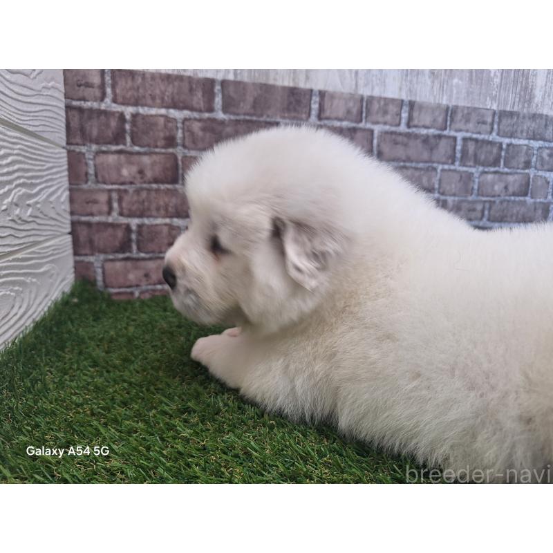 販売中の三重県のグレートピレニーズ-451173の10枚目