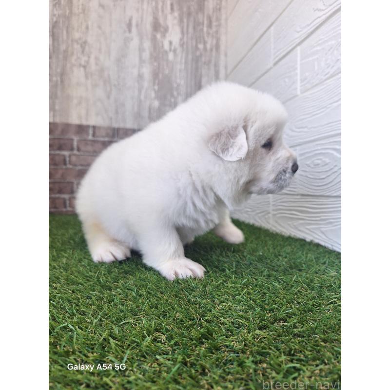 販売中の三重県のグレートピレニーズ-451173の8枚目