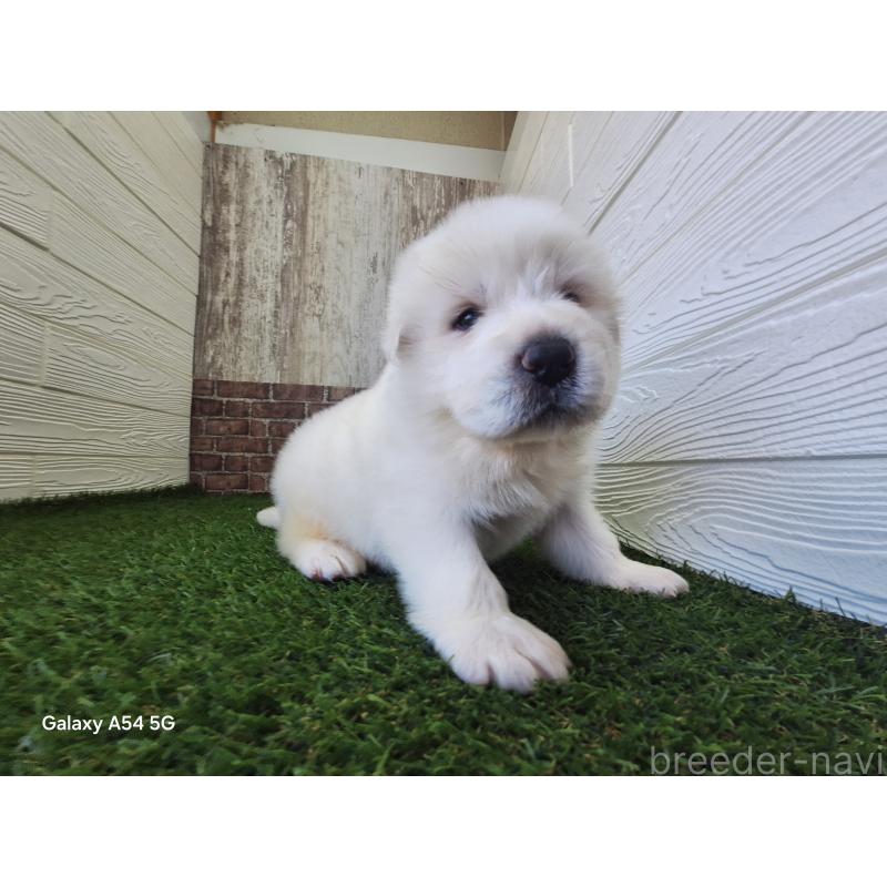 販売中の三重県のグレートピレニーズ-451173の7枚目