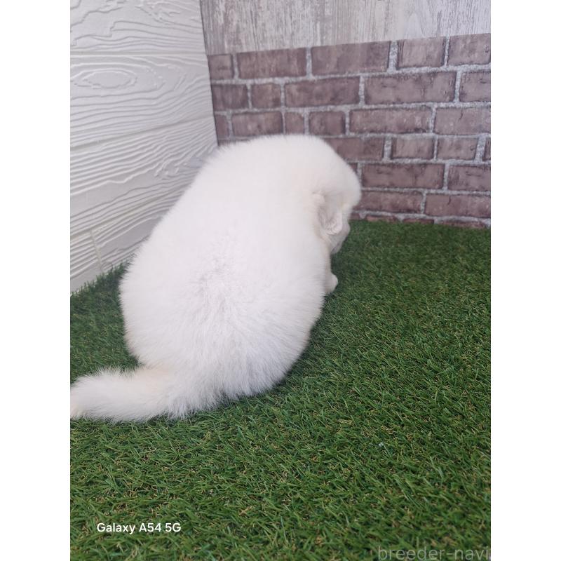 販売中の三重県のグレートピレニーズ-451173の5枚目