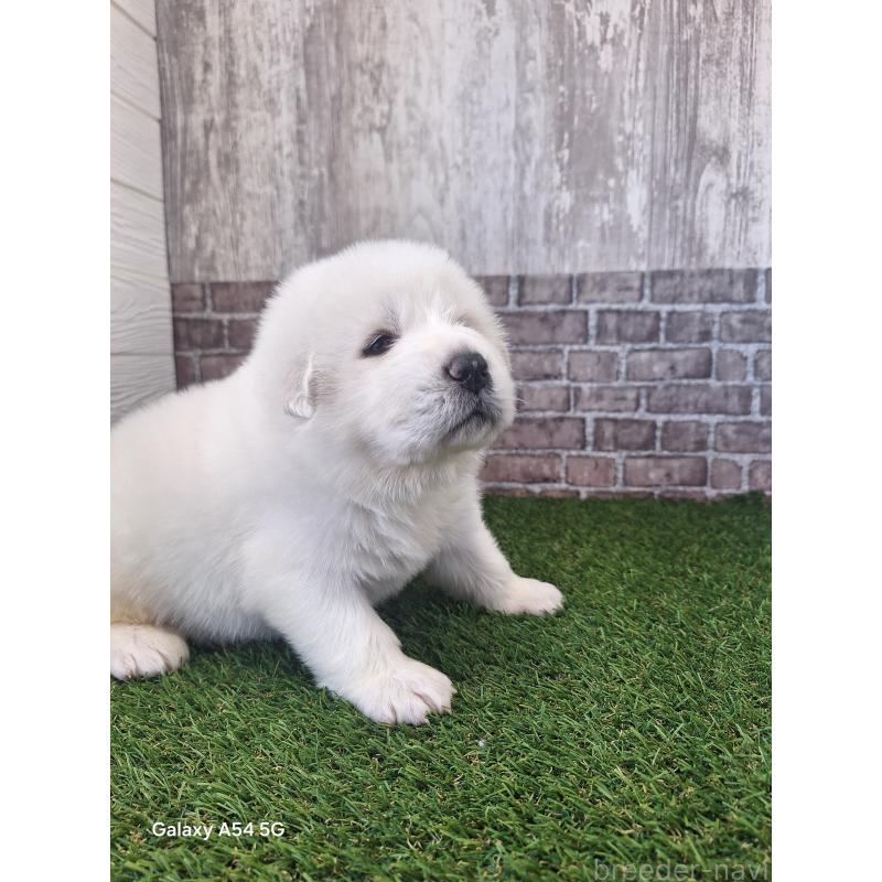 販売中の三重県のグレートピレニーズ-451173の3枚目