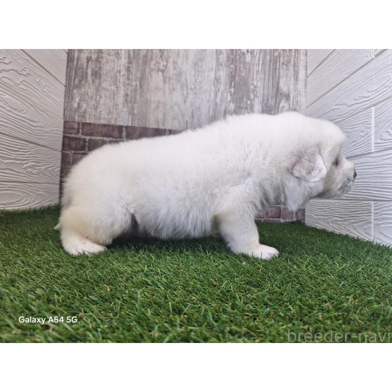 販売中の三重県のグレートピレニーズ-451173の2枚目