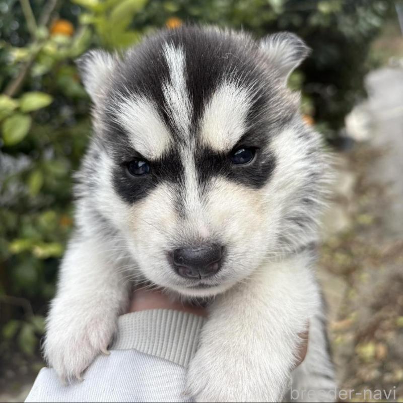 販売中の千葉県のシベリアンハスキー-451174の5枚目