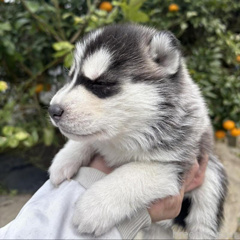 販売中の千葉県のシベリアンハスキー-451174の4枚目