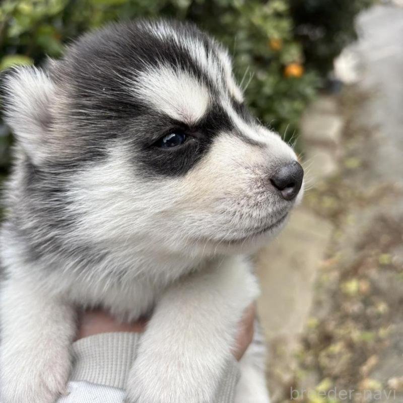 販売中の千葉県のシベリアンハスキー-451174の3枚目