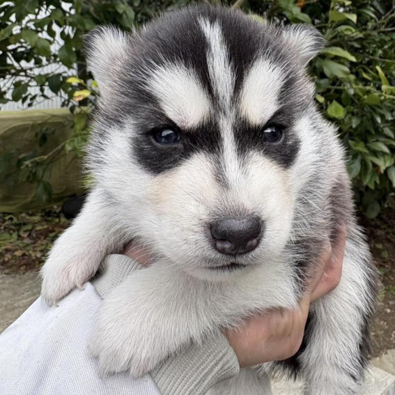 販売中の千葉県のシベリアンハスキー-451174の2枚目