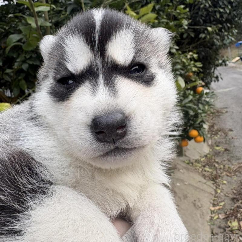 販売中の千葉県のシベリアンハスキー-451175の5枚目