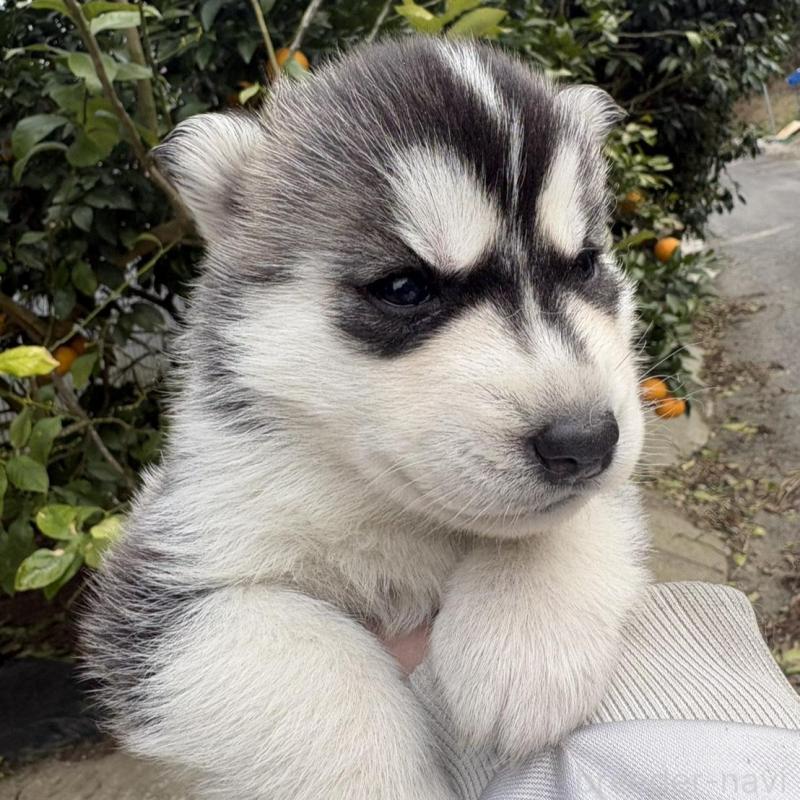 販売中の千葉県のシベリアンハスキー-451175の4枚目