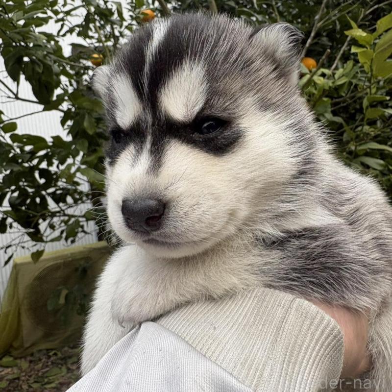 販売中の千葉県のシベリアンハスキー-451175の3枚目