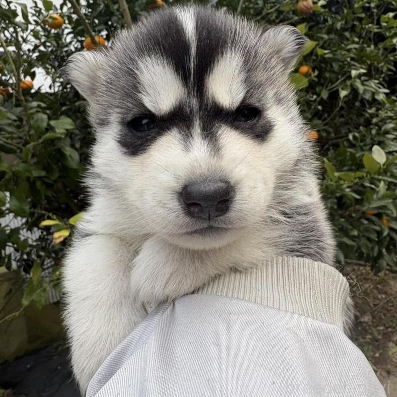 販売中の千葉県のシベリアンハスキー-451175の1枚目