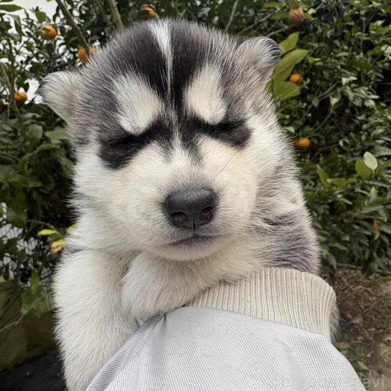 販売中の千葉県のシベリアンハスキー-451175の2枚目