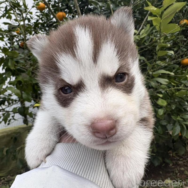 販売中の千葉県のシベリアンハスキー-451176の4枚目