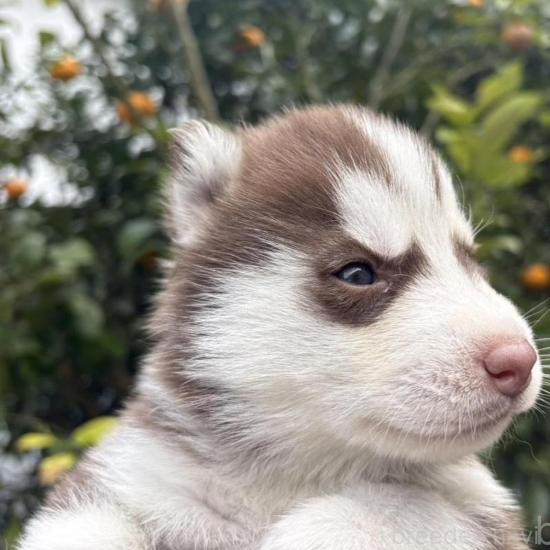 販売中の千葉県のシベリアンハスキー-451176の3枚目