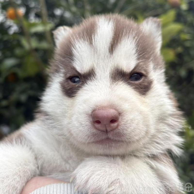 販売中の千葉県のシベリアンハスキー-451176の2枚目