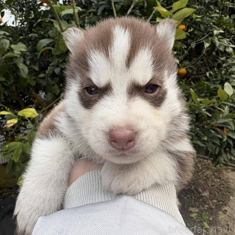 販売中の千葉県のシベリアンハスキー-451176