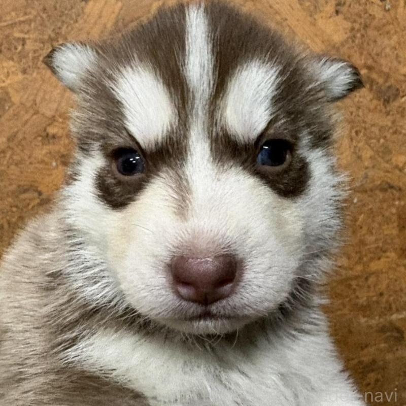 販売中の千葉県のシベリアンハスキー-451177