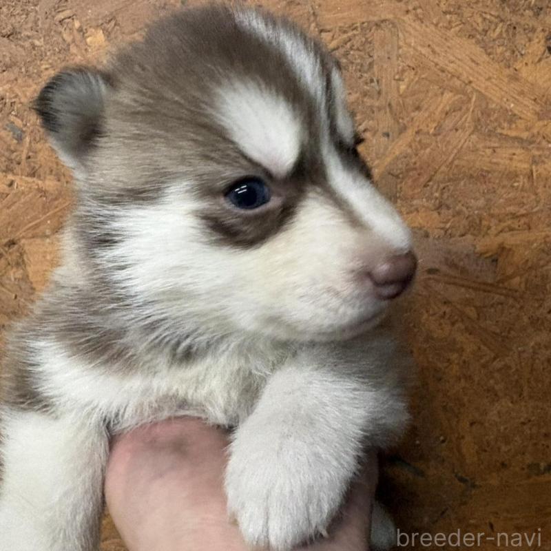 販売中の千葉県のシベリアンハスキー-451177の2枚目