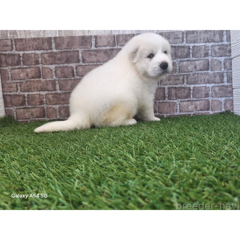 販売中の三重県のグレートピレニーズ-451178の6枚目