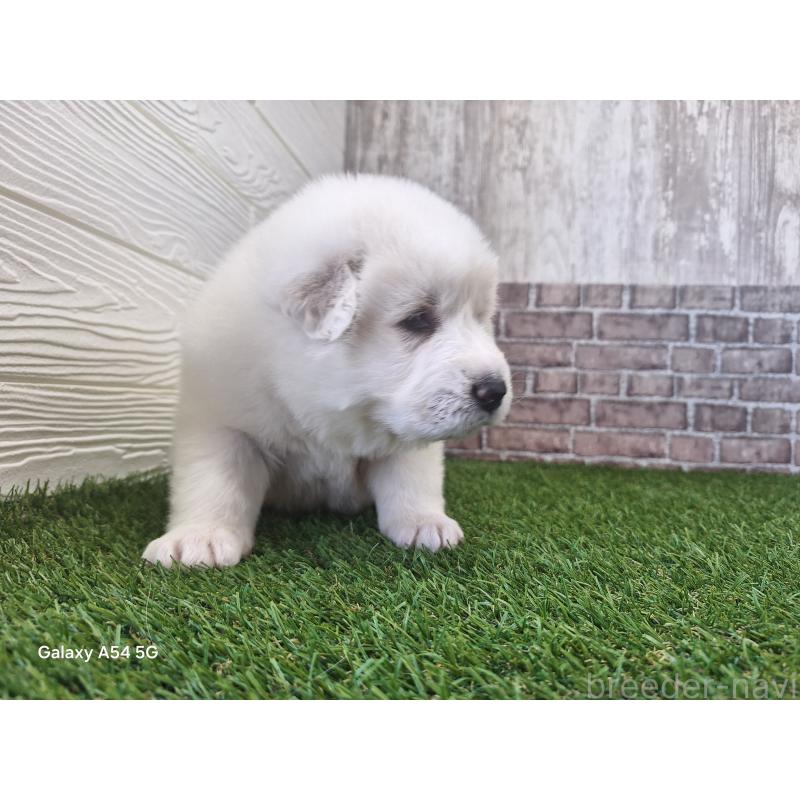 販売中の三重県のグレートピレニーズ-451178の5枚目