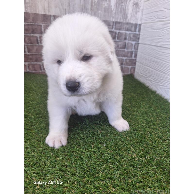 販売中の三重県のグレートピレニーズ-451178の4枚目