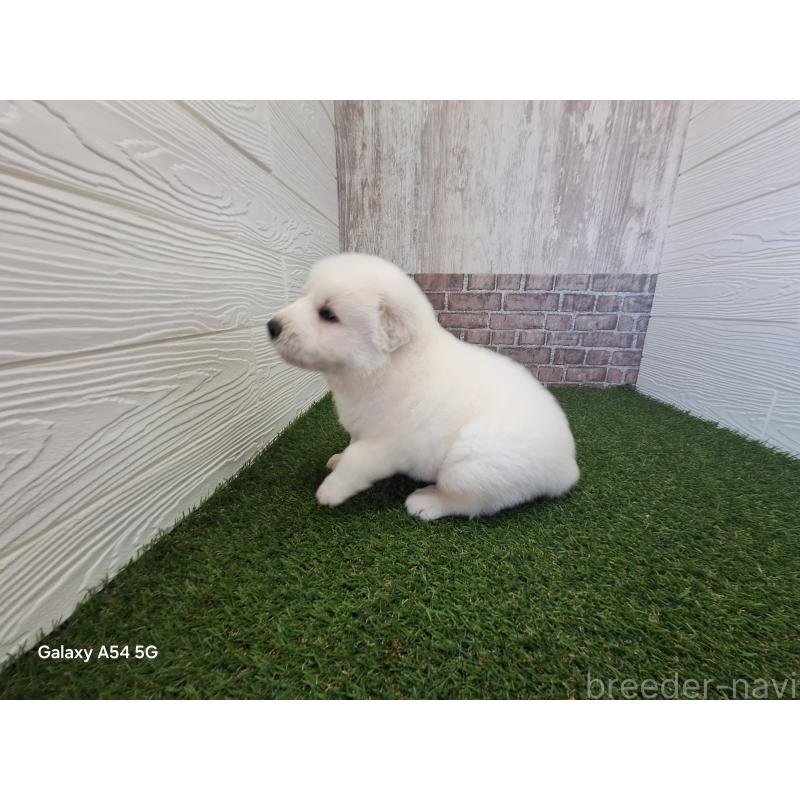 販売中の三重県のグレートピレニーズ-451178の3枚目