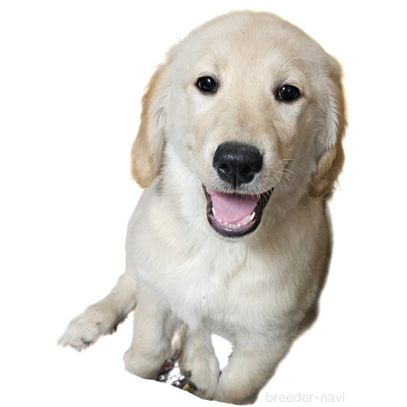 販売中の岩手県のゴールデンレトリーバー-451179の1枚目