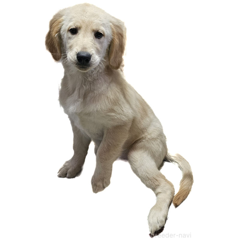 販売中の岩手県のゴールデンレトリーバー-451179の4枚目