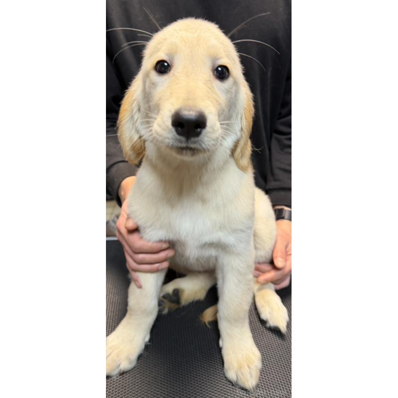 販売中の岩手県のゴールデンレトリーバー-451179の3枚目