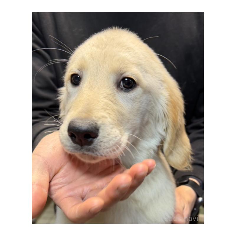 販売中の岩手県のゴールデンレトリーバー-451179の2枚目