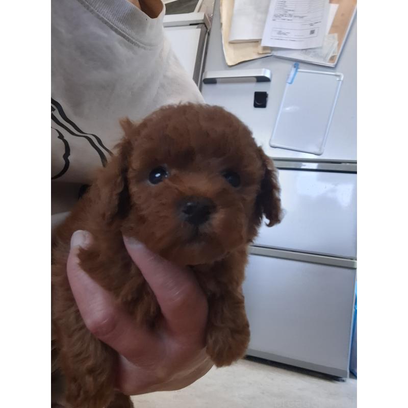 販売中の群馬県のタイニープードル-451180の8枚目