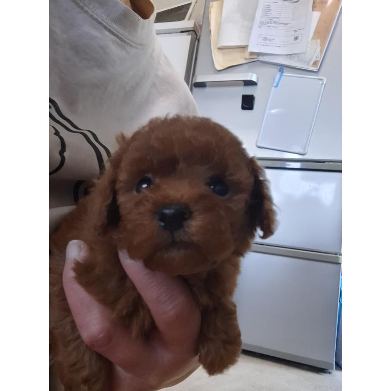 販売中の群馬県のタイニープードル-451180の7枚目