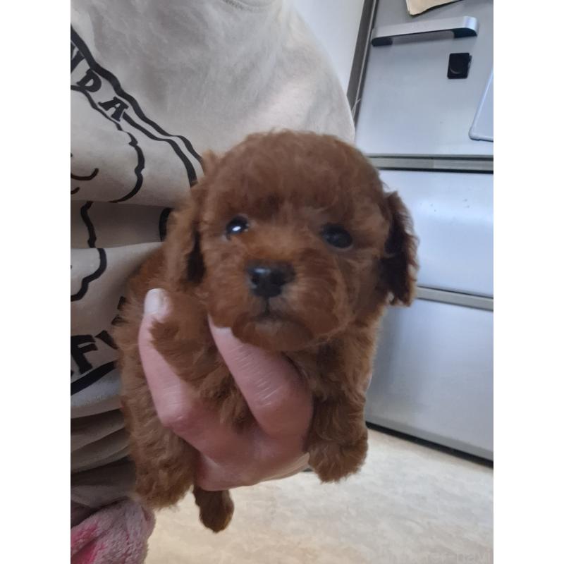 販売中の群馬県のタイニープードル-451180の6枚目