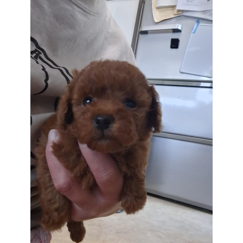 販売中の群馬県のタイニープードル-451180の5枚目