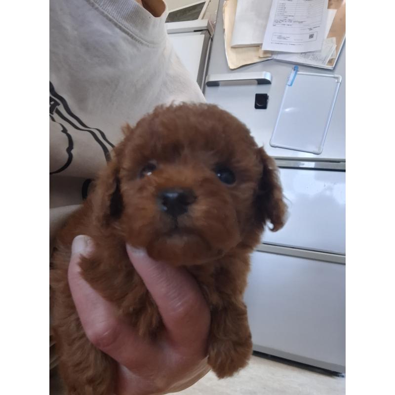 販売中の群馬県のタイニープードル-451180の4枚目