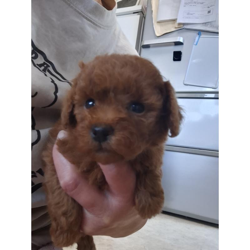 販売中の群馬県のタイニープードル-451180の3枚目