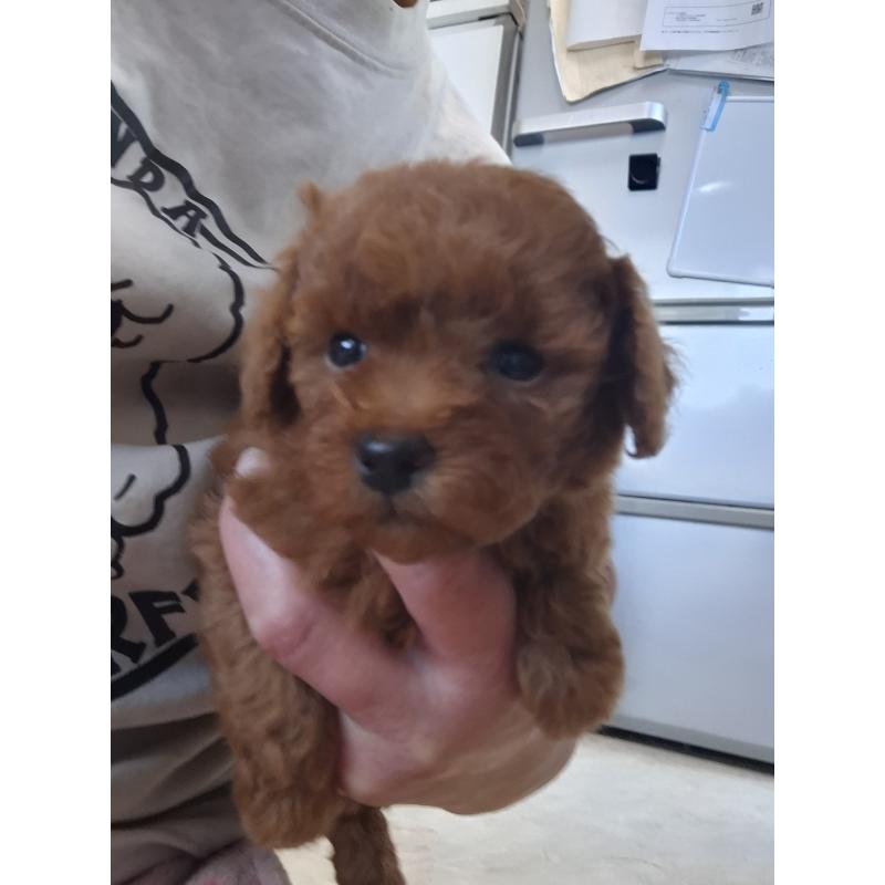 販売中の群馬県のタイニープードル-451180の2枚目