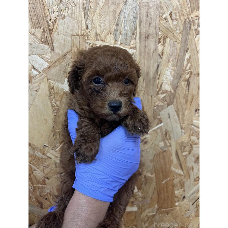 販売中の福岡県のトイプードル-451182の1枚目