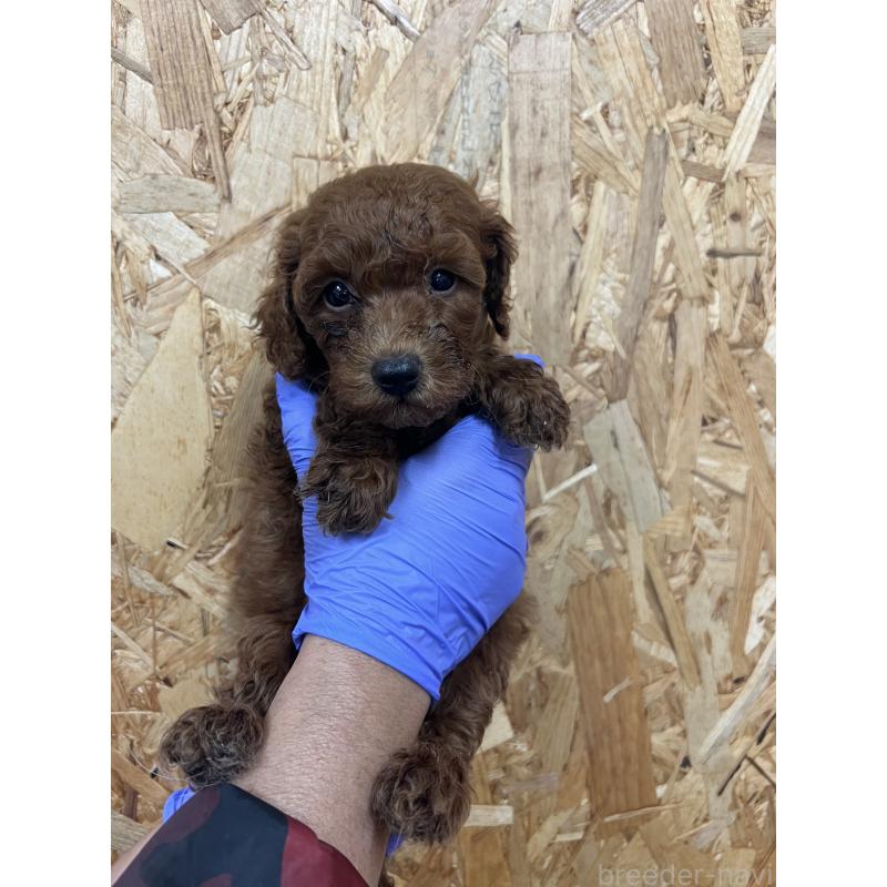 販売中の福岡県のトイプードル-451182の3枚目