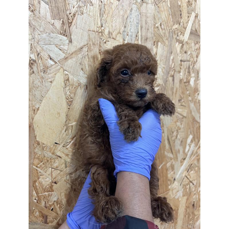 販売中の福岡県のトイプードル-451182の2枚目