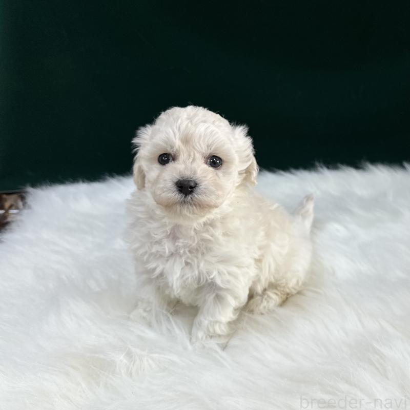 販売中の広島県のビションフリーゼ-451181の1枚目