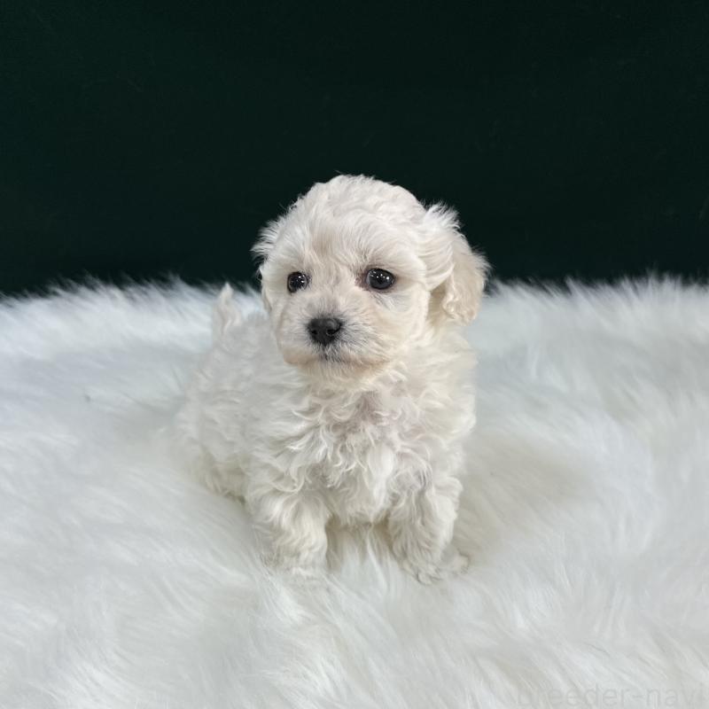 販売中の広島県のビションフリーゼ-451181の4枚目